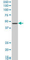 G Protein Subunit Alpha I2 antibody, LS-C197316, Lifespan Biosciences, Western Blot image 