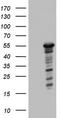 Zinc Finger Protein 500 antibody, TA803353AM, Origene, Western Blot image 