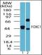 Forkhead Box C1 antibody, orb87648, Biorbyt, Western Blot image 