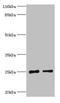 Thymidine Kinase 1 antibody, A50540-100, Epigentek, Western Blot image 