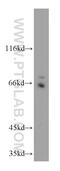 Cysteine And Serine Rich Nuclear Protein 1 antibody, 18162-1-AP, Proteintech Group, Western Blot image 