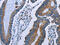 Isocitrate Dehydrogenase (NADP(+)) 2, Mitochondrial antibody, CSB-PA148538, Cusabio, Immunohistochemistry frozen image 