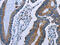 IDH antibody, CSB-PA148538, Cusabio, Immunohistochemistry frozen image 