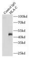 HLA class I histocompatibility antigen, Cw-12 alpha chain antibody, FNab03898, FineTest, Immunoprecipitation image 