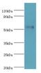 Semenogelin 1 antibody, MBS968887, MyBioSource, Western Blot image 