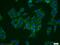 Tetratricopeptide Repeat Domain 1 antibody, 11676-1-AP, Proteintech Group, Immunofluorescence image 