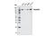 Symplekin antibody, 13071S, Cell Signaling Technology, Western Blot image 