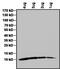 Insulin Like Growth Factor 1 antibody, MA1-088, Invitrogen Antibodies, Western Blot image 