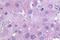 PGF2-alpha receptor antibody, GTX71099, GeneTex, Immunohistochemistry paraffin image 