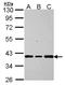 Aldo-Keto Reductase Family 7 Member A2 antibody, NBP2-15325, Novus Biologicals, Western Blot image 