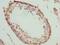 Mov10 RISC Complex RNA Helicase antibody, LS-C397887, Lifespan Biosciences, Immunohistochemistry frozen image 