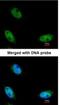 NOP2/Sun RNA Methyltransferase 6 antibody, NBP1-32531, Novus Biologicals, Immunocytochemistry image 