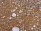 NADH:Ubiquinone Oxidoreductase Core Subunit S2 antibody, CSB-PA799827, Cusabio, Immunohistochemistry frozen image 