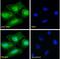 Iodothyronine Deiodinase 2 antibody, NBP1-00178, Novus Biologicals, Immunocytochemistry image 