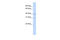 Cyclin H antibody, 27-260, ProSci, Western Blot image 