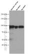 STAT5A antibody, 66459-1-Ig, Proteintech Group, Western Blot image 