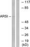 Arylsulfatase I antibody, TA316347, Origene, Western Blot image 