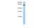 PAX Interacting Protein 1 antibody, PA5-43699, Invitrogen Antibodies, Western Blot image 