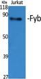 FYN Binding Protein 1 antibody, A02630-1, Boster Biological Technology, Western Blot image 