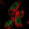 Zinc Finger Protein 480 antibody, NBP1-81124, Novus Biologicals, Immunofluorescence image 