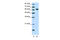 Thyroid Hormone Receptor Interactor 4 antibody, 28-383, ProSci, Enzyme Linked Immunosorbent Assay image 