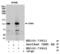 Exportin 1 antibody, NB100-79811, Novus Biologicals, Immunoprecipitation image 