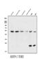 SS-A antibody, A02079-2, Boster Biological Technology, Western Blot image 