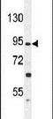 Gamma-Aminobutyric Acid Type B Receptor Subunit 2 antibody, PA5-23720, Invitrogen Antibodies, Western Blot image 