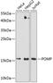 Proteasome Maturation Protein antibody, GTX66553, GeneTex, Western Blot image 