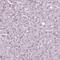 Calcium Voltage-Gated Channel Auxiliary Subunit Gamma 4 antibody, PA5-64904, Invitrogen Antibodies, Immunohistochemistry paraffin image 