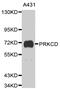 Protein Kinase C Delta antibody, MBS126635, MyBioSource, Western Blot image 