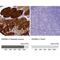 Heat shock protein beta-6 antibody, NBP2-32027, Novus Biologicals, Immunohistochemistry paraffin image 