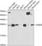 RAB1B, Member RAS Oncogene Family antibody, 22-997, ProSci, Western Blot image 