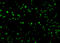 TSC Complex Subunit 1 antibody, 3505, ProSci, Immunofluorescence image 