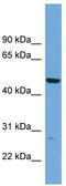 PNMA Family Member 8A antibody, TA344907, Origene, Western Blot image 