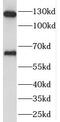 SEC24 Homolog A, COPII Coat Complex Component antibody, FNab07681, FineTest, Western Blot image 