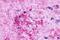 G Protein-Coupled Receptor 84 antibody, NLS343, Novus Biologicals, Immunohistochemistry paraffin image 
