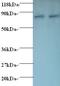 10 kDa heat shock protein, mitochondrial antibody, LS-C211956, Lifespan Biosciences, Western Blot image 