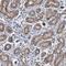 Zinc Finger Protein 419 antibody, HPA003274, Atlas Antibodies, Immunohistochemistry frozen image 