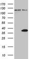 THAP Domain Containing 8 antibody, TA811425, Origene, Western Blot image 