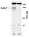 Solute Carrier Family 26 Member 7 antibody, MA1-46406, Invitrogen Antibodies, Western Blot image 