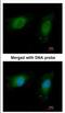 NME/NM23 Nucleoside Diphosphate Kinase 1 antibody, NBP2-19549, Novus Biologicals, Immunofluorescence image 