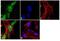 Forkhead Box P2 antibody, 720031, Invitrogen Antibodies, Immunofluorescence image 