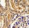 Tolloid Like 2 antibody, LS-C161916, Lifespan Biosciences, Immunohistochemistry frozen image 