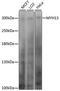 Myosin Heavy Chain 13 antibody, A09972, Boster Biological Technology, Western Blot image 