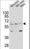 Leukocyte Immunoglobulin Like Receptor A2 antibody, LS-C165768, Lifespan Biosciences, Western Blot image 