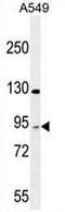 T Cell Activation RhoGTPase Activating Protein antibody, AP54148PU-N, Origene, Western Blot image 