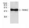 RUNX Family Transcription Factor 2 antibody, AP01513PU-N, Origene, Western Blot image 