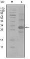 Activated Leukocyte Cell Adhesion Molecule antibody, MA5-15411, Invitrogen Antibodies, Western Blot image 