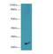 NFKB Inhibitor Interacting Ras Like 1 antibody, LS-C380040, Lifespan Biosciences, Western Blot image 